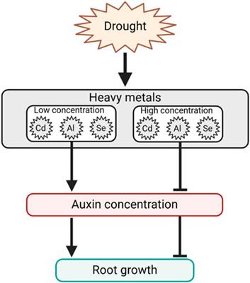 Role of transcriptional regulation in auxin-mediated response to abiotic stresses